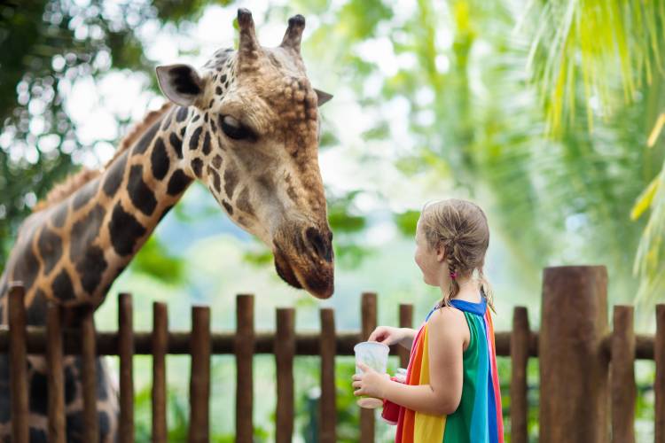 Kids feeding girraffe