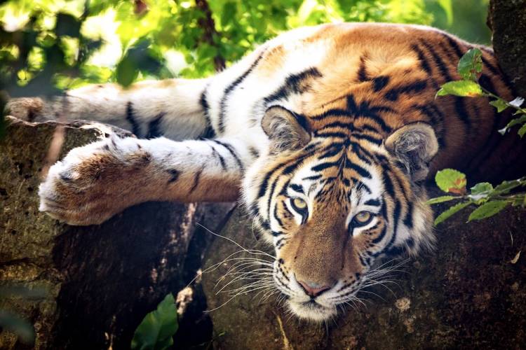 naples zoo near marco island